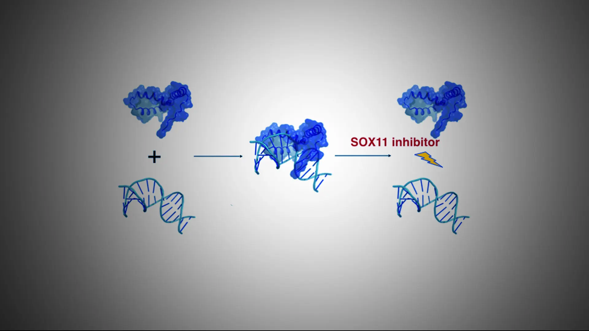 Three Compounds Offer Hope in the Battle Against Mantle Cell Lymphoma  