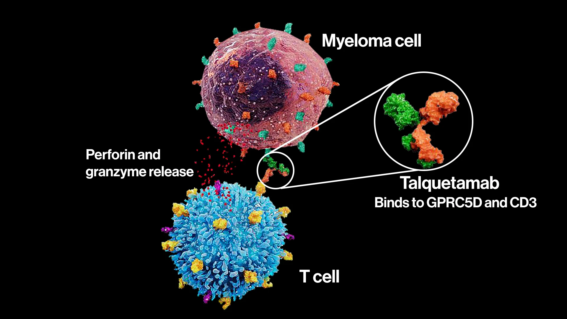 Talquetamab is one of the bispecific antibodies researched at the Icahn School of Medicine. This molecule binds to both GPRC5D—found on the surface of myeloma cells—and CD3—a receptor on T cells. The dual affinity signals a strong release of cytotoxic proteins, including perforin and granzymes, to induce myeloma cell death.