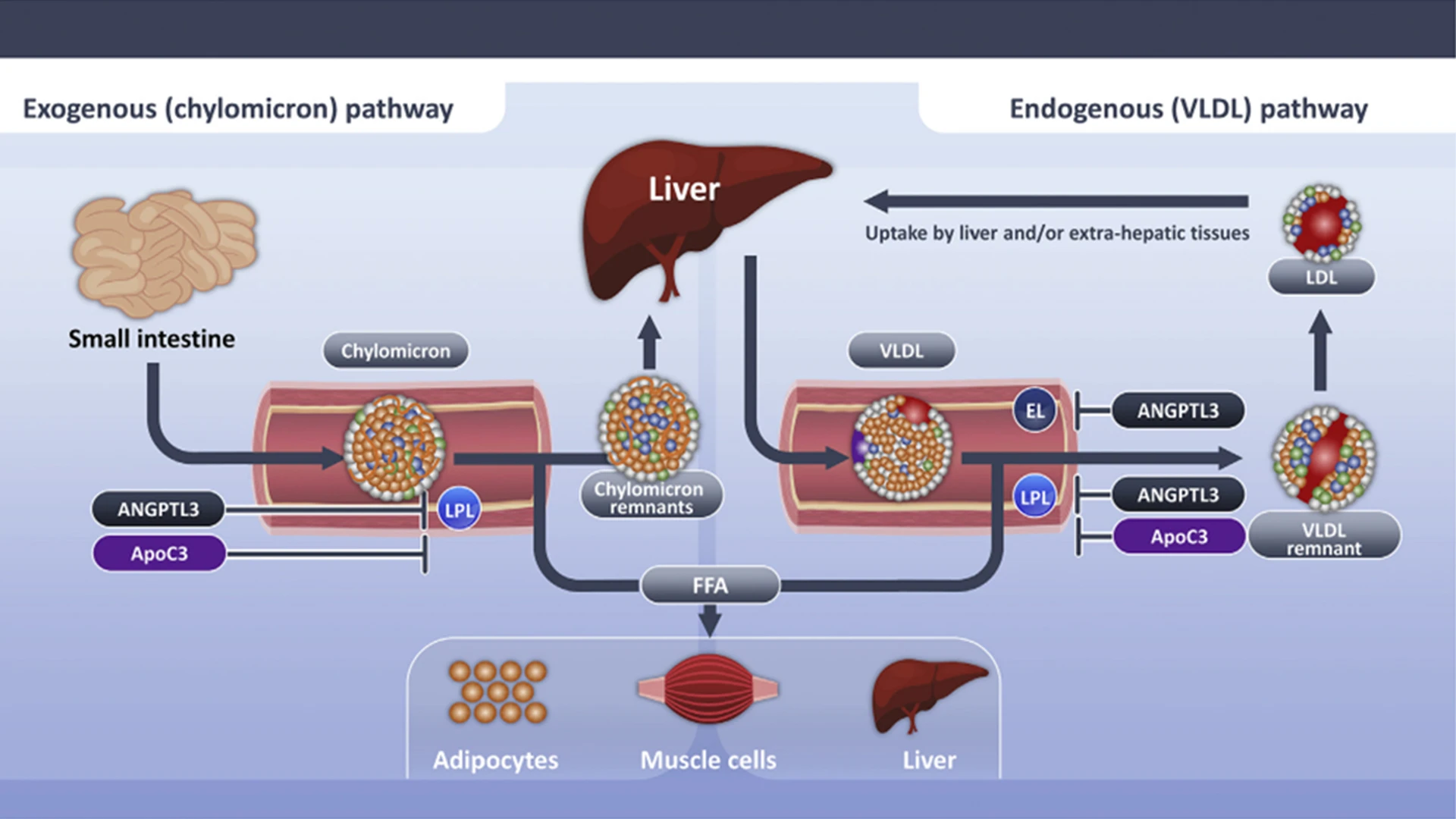  Triglyceride-rich lipoproteins are hydrolyzed by lipoprotein lipase, which elaborates free fatty acids that are used as an energy source by skeletal muscle or stored for future use in the liver or adipocytes. Lipoprotein lipase activity is inhibited by angiopoietin-like 3 protein and apolipoprotein C-III. Delayed clearance of triglyceride-rich lipoproteins fosters formation of a more cholesterol-enriched remnant particle. 