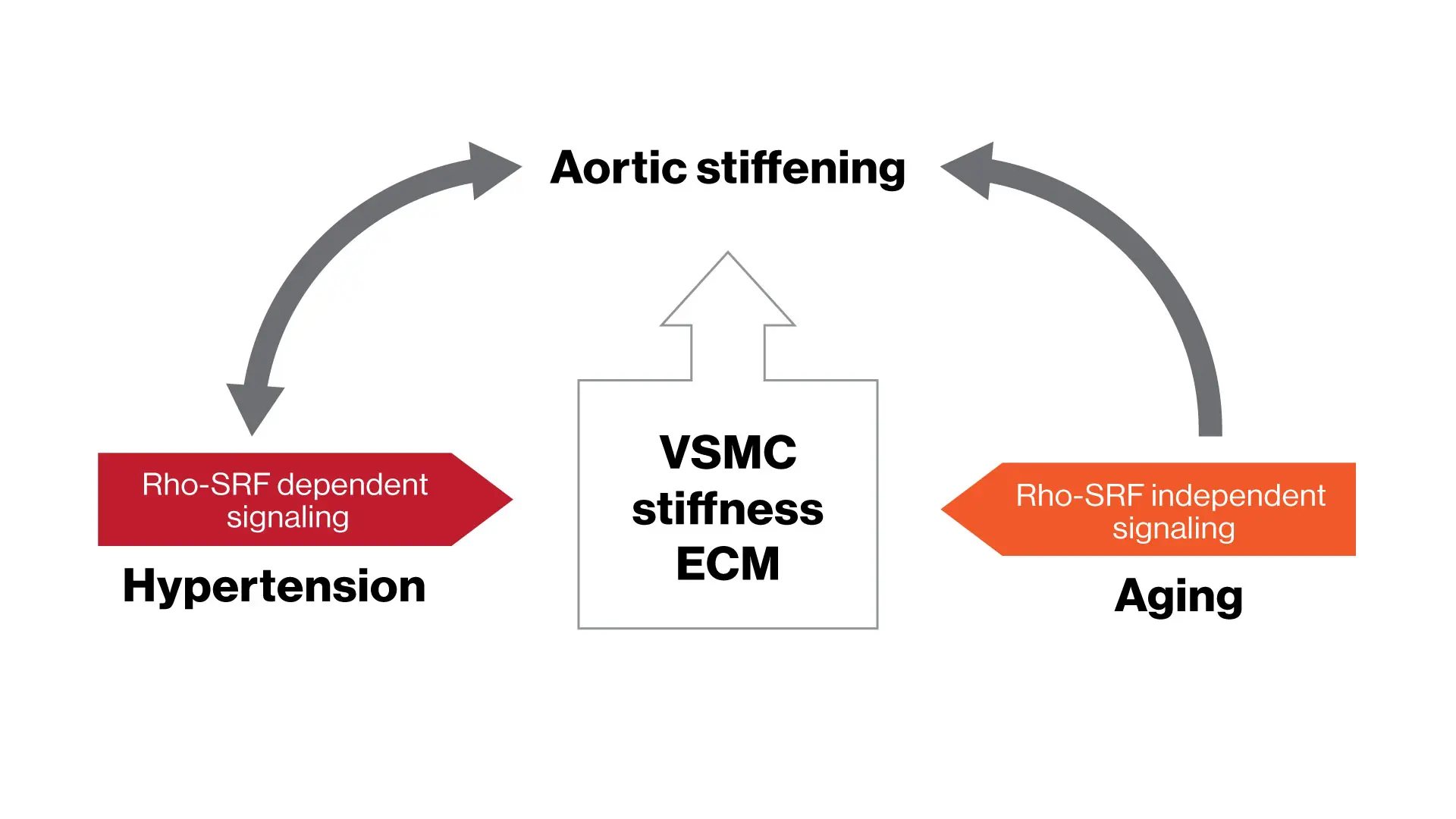 Study results indicate distinct mechanisms mediating aging-associated aortic vascular smooth muscle cell (VSMC) and vessel stiffness, providing new insights into aortic stiffening and the pathogenesis of hypertension in the elderly.


