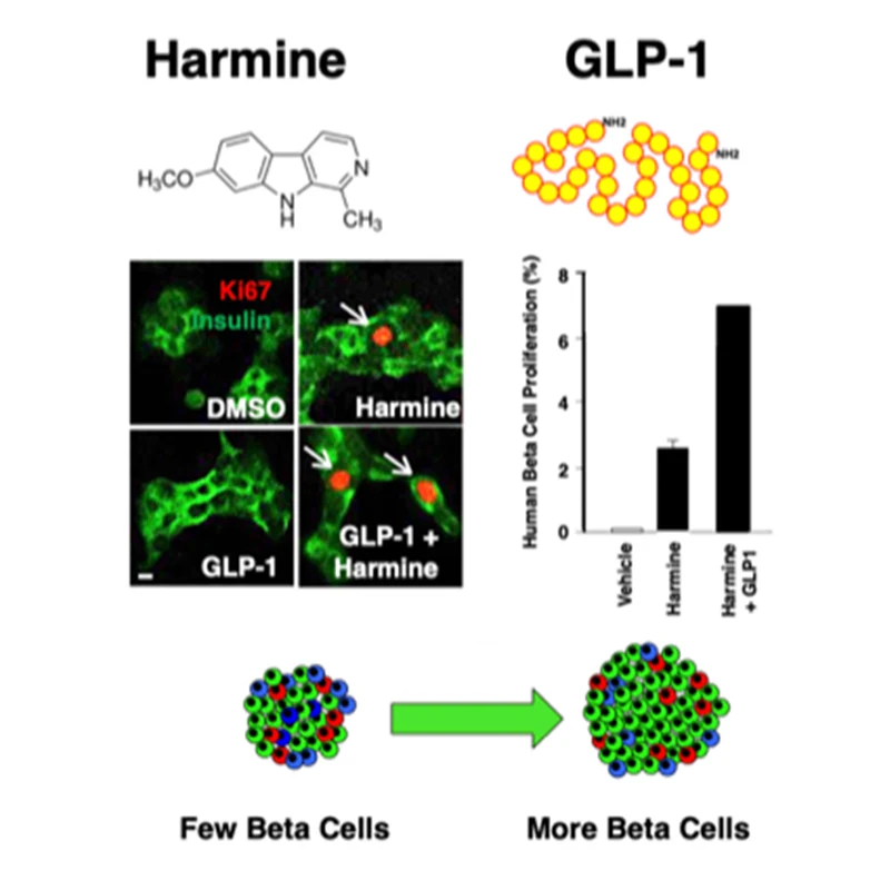 The combination of harmine plus any one of a number of GLP agonists causes a synergistic increase in human beta cell proliferation and functional beta cell mass.  
