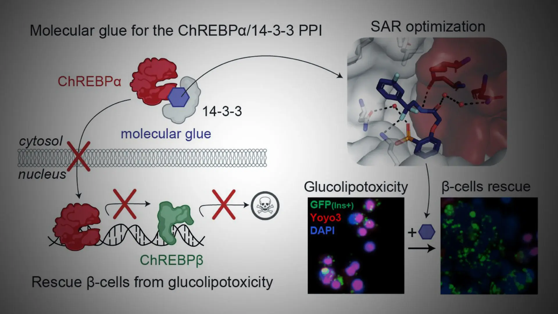 Researchers Identify Molecular Glues That Protect Beta Cells From Glucolipotoxicity