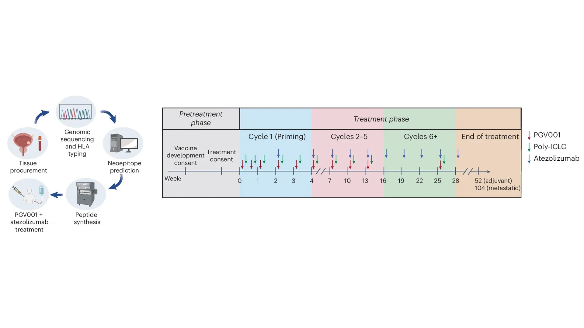 In this phase 1 trial, patients with urothelial cancer received PGV001 treatment combined with the immune checkpoint inhibitor atezolizumab. Of the participants, 10 initiated the treatment phase, with four in the adjuvant setting and six in the metastatic setting.