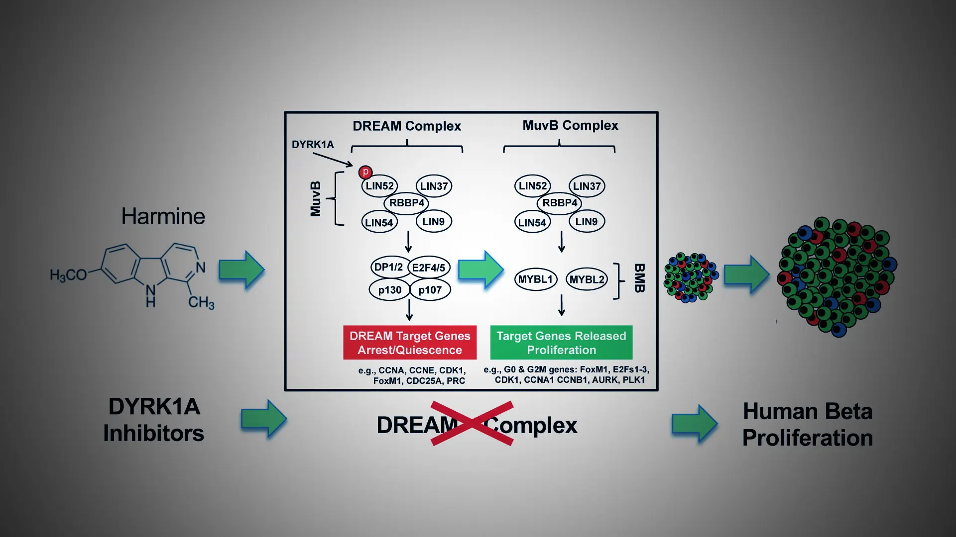 Disrupting the DREAM Complex Enables Proliferation of Adult Human Pancreatic Beta Cells