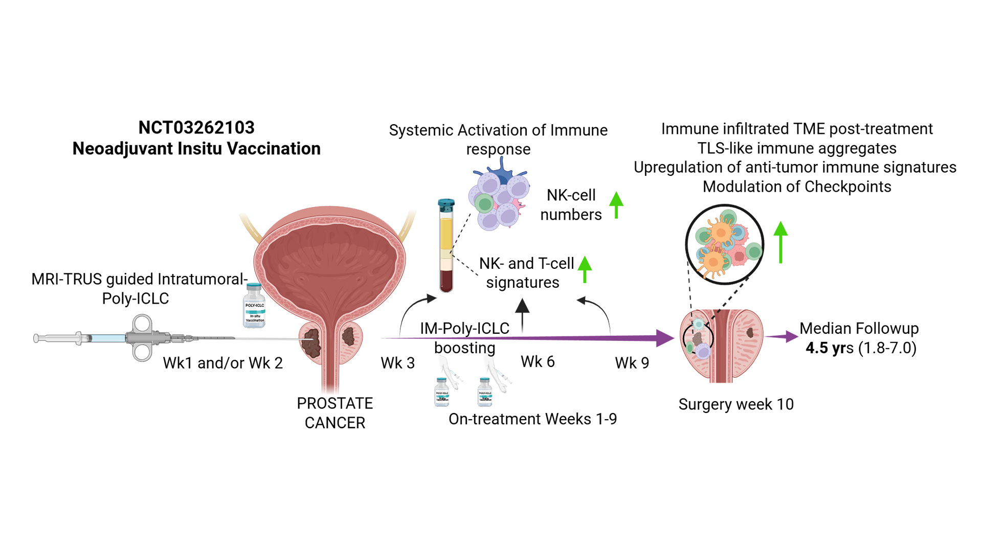 Early Clinical Trial Tests Immune-Boosting Therapy Before Prostate