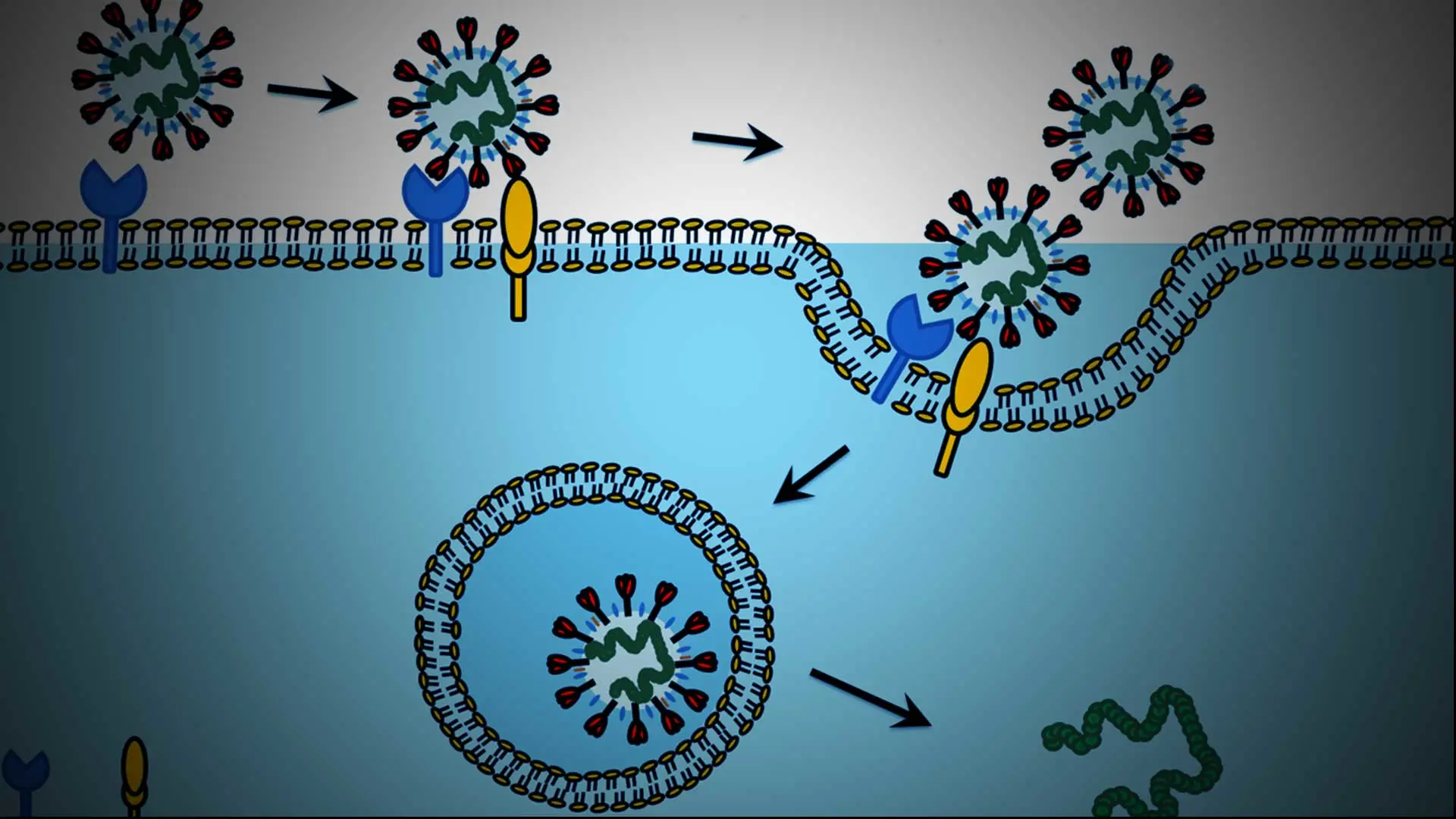 COVID-19 and Kidney Disease: Researchers Identify Overlap Between Biomarkers of the Virus and Renal Cell Carcinoma