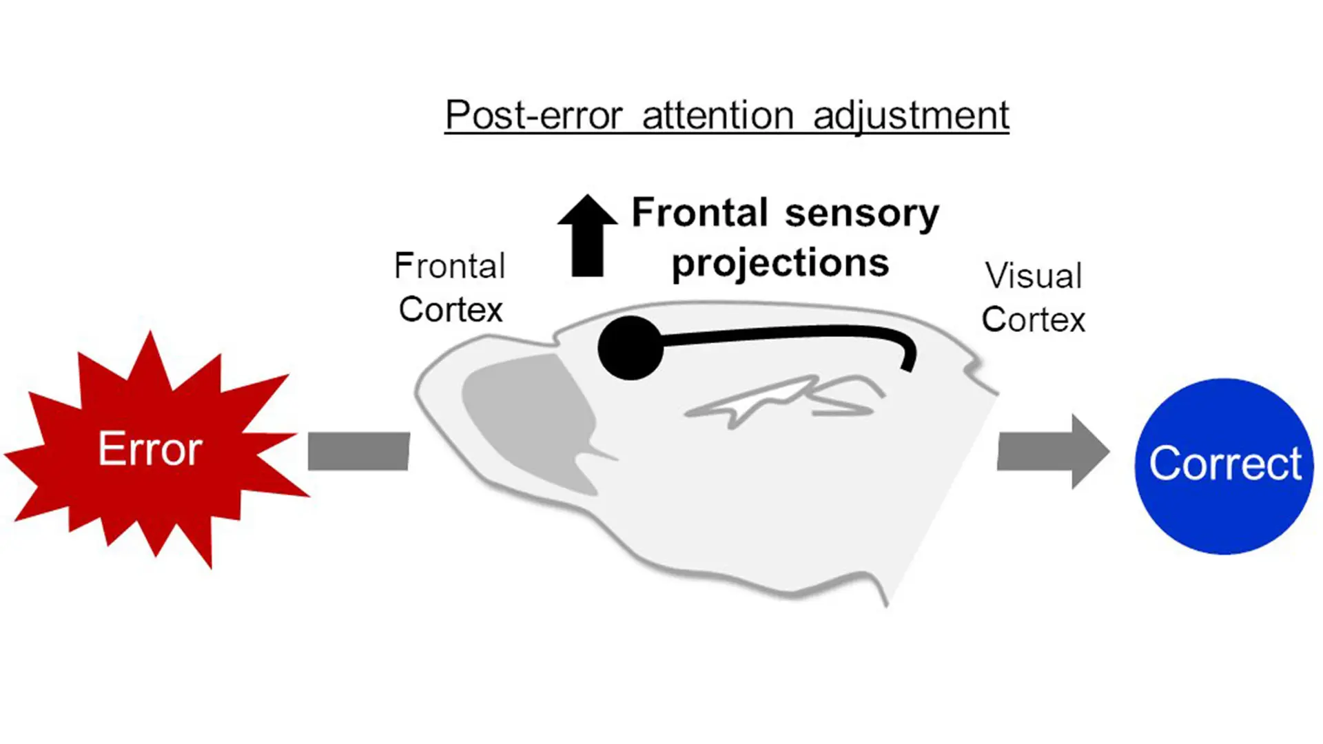 In mice, anterior cingulate neurons projecting to visual cortex causally link error monitoring and attentional adjustment, two fundamental components of cognitive control systems.  