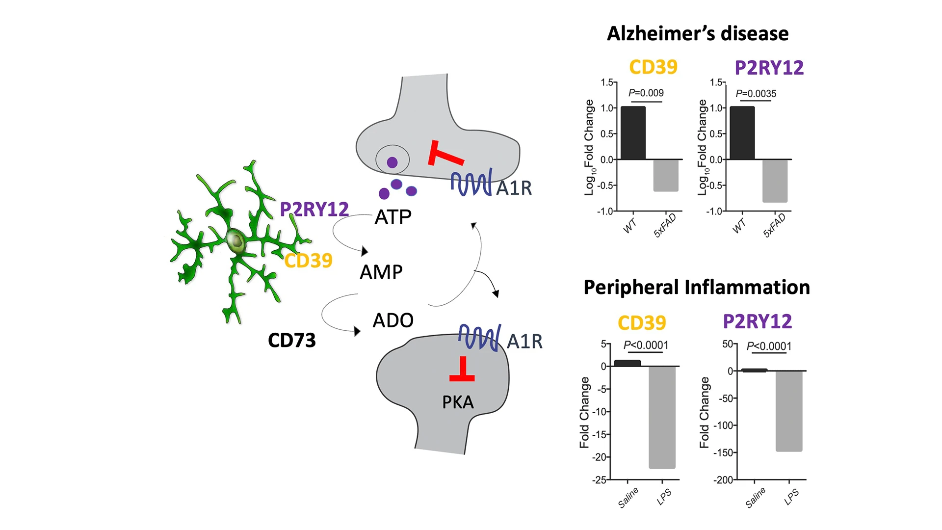 Figure 1. Negative feedback control of neuronal activity by microglia-produced adenosine. Model of activity-dependent microglia-mediated adenosine-controlled regulation of neuronal responses in the healthy brain. Left panel: This shows microglia (green) engaging with neuronal synapses (gray). Right panel: This important neuromodulatory mechanism is downregulated upon microglia activation during inflammatory and/or neurodegenerative diseases.