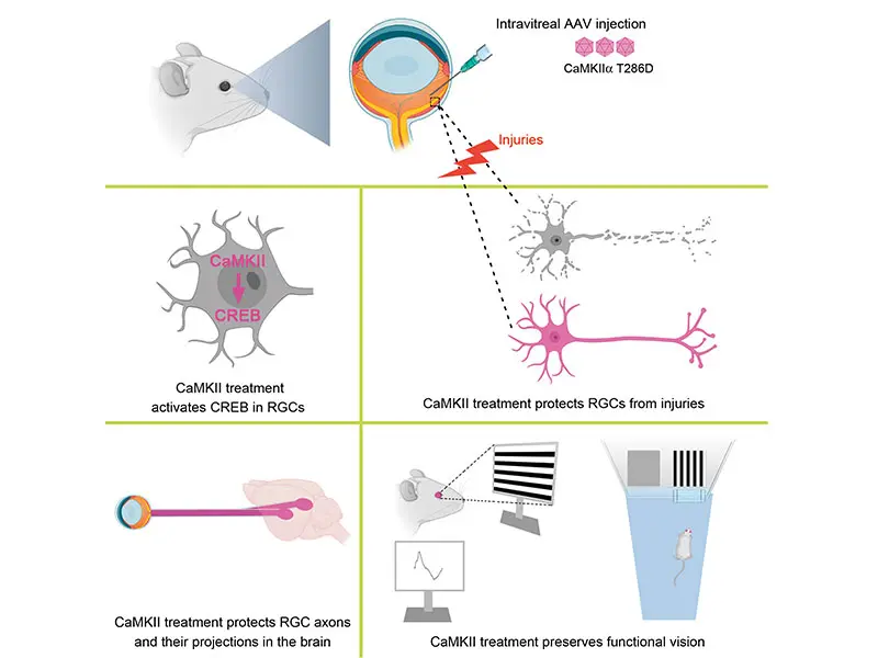 Graphical Abstract: CaMKII-CREB signaling plays a major role in the maintenance of retinal ganglion cells (RGCs), and reactivation of CaMKII activity via AAV gene therapy in injury and disease models in mice protects RGCs and preserves visual function and visually guided behavior.