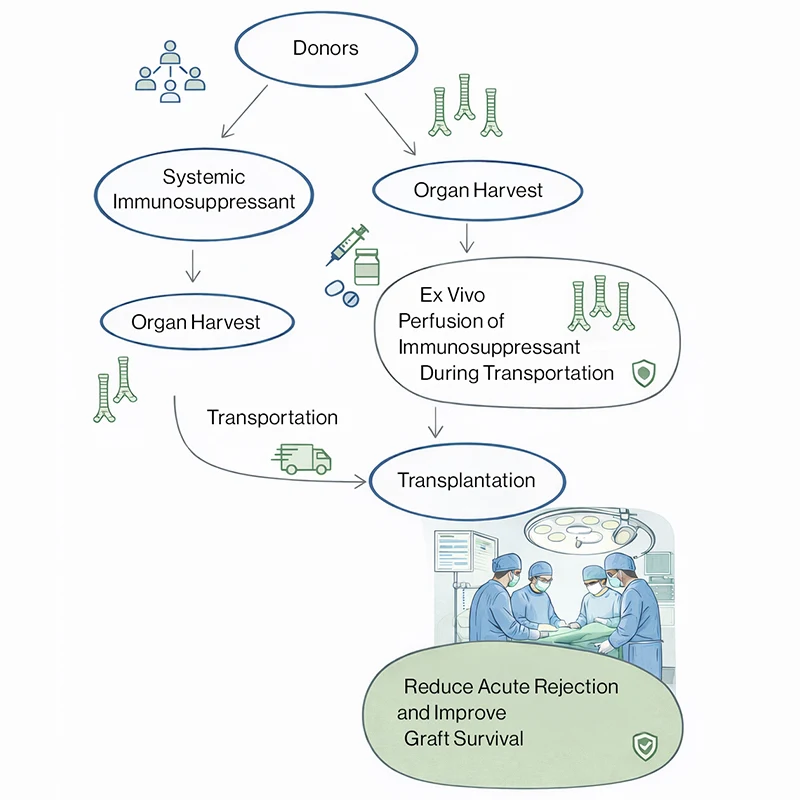 Schematic illustrating two alternative immunosuppression approaches selected based on donor status: systemic immunosuppression of the donor prior to organ harvest, or ex vivo immunosuppressant perfusion of the tracheal graft during transport. Either strategy is followed by transplantation, with the goal of reducing acute rejection and improving graft survival. (Concept illustrated using generative AI.)