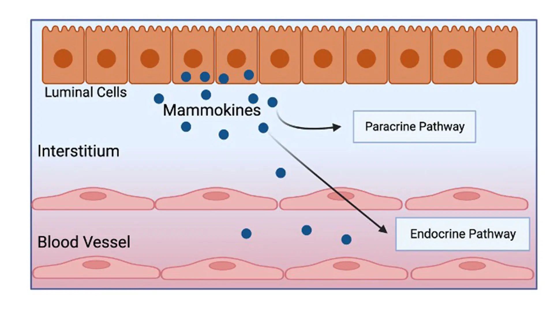 Illustration of the production of mammokines from luminal epithelial cells in the mammary gland, which can act on the paracrine pathway in the glandular interstitium and the endocrine pathway via blood vessels.