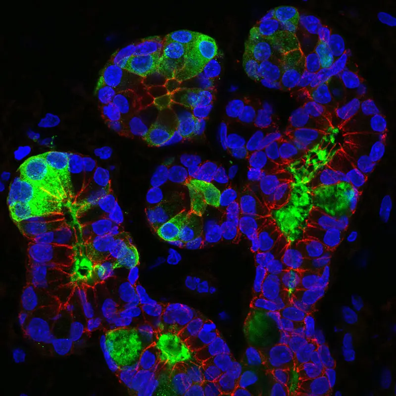 Immunofluorescent image of cells of an airway submucosal gland of the nasal septum. Epithelial cells are outlined in red, mucus secretion shown in green, and cell nuclei shown in blue. 