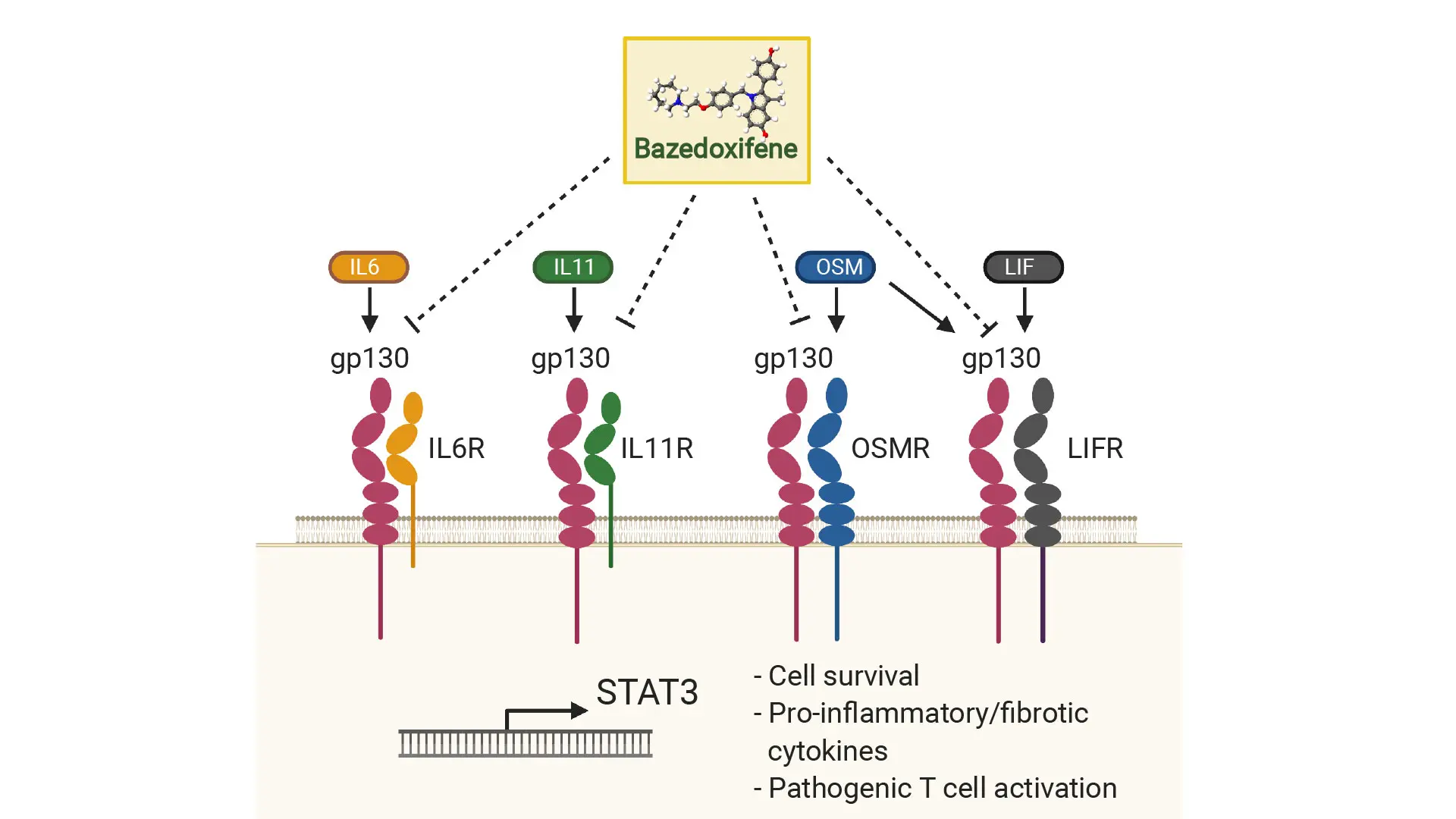 As shown here, gp130 is a common receptor for its family of receptor genes (IL6R, IL11R, LIFR, OSMR). To resolve cellular activation in Crohn's disease, bazedoxifene, a U.S. Food and Drug Administration-approved drug, could effectively inhibit gp130 and its partner receptors and potentially serve as a complementary treatment for patients who do not respond to anti-TNF therapy. 