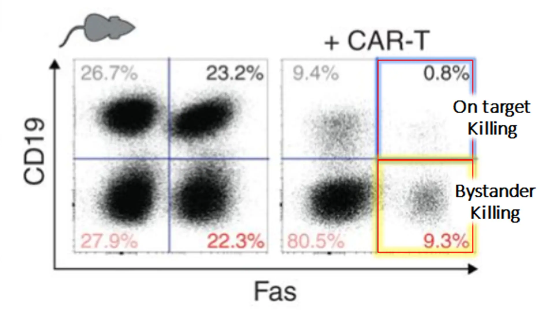 Mixtures of CRISPR gene-edited murine lymphoma cells were treated with murine anti-CD19 CAR-T cells, demonstrating that both "On Target" and "Bystander" lymphoma killing is highly fas-dependent. Patients with high fas-expressing tumors were more likely to have durable remissions. 



 



   









   













