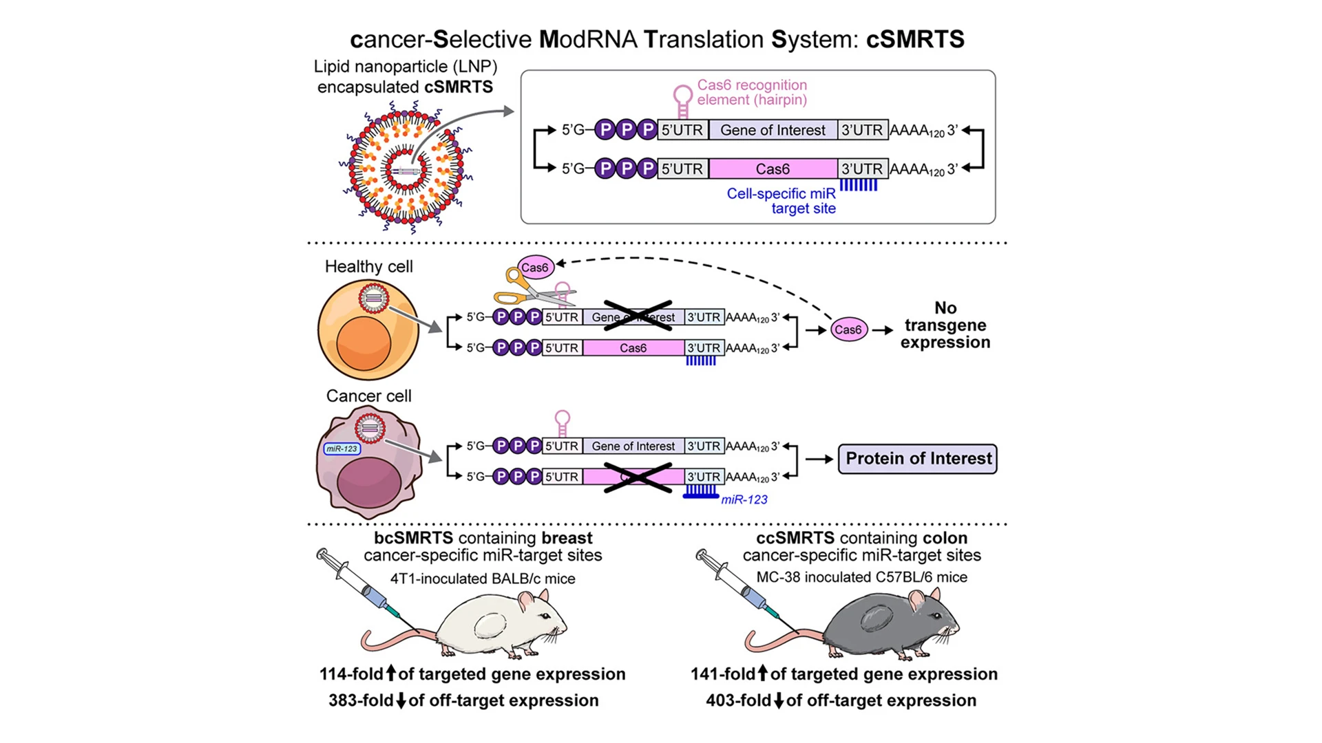 Graphical abstract of the study.