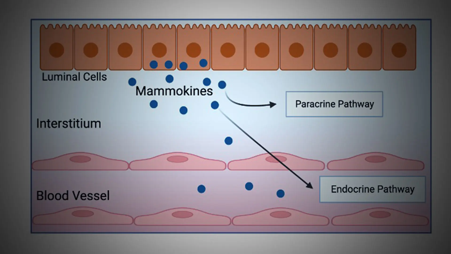 Mount Sinai Researcher Receives $4 Million Grant to Study the Role of the Mammary Gland in Metabolic Health