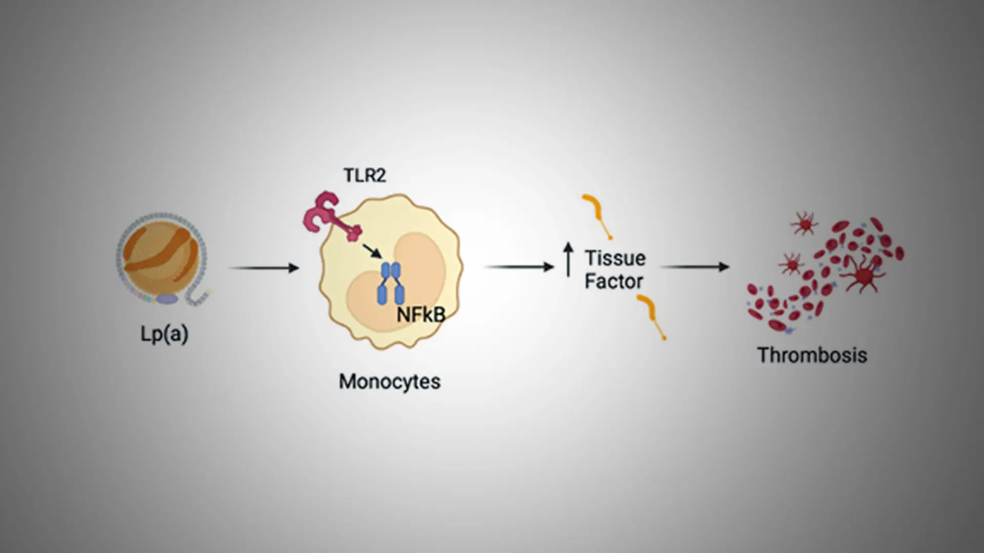 Unmasking the Link Between Lipoprotein(a), Blood Clotting, and Heart Attack Risk