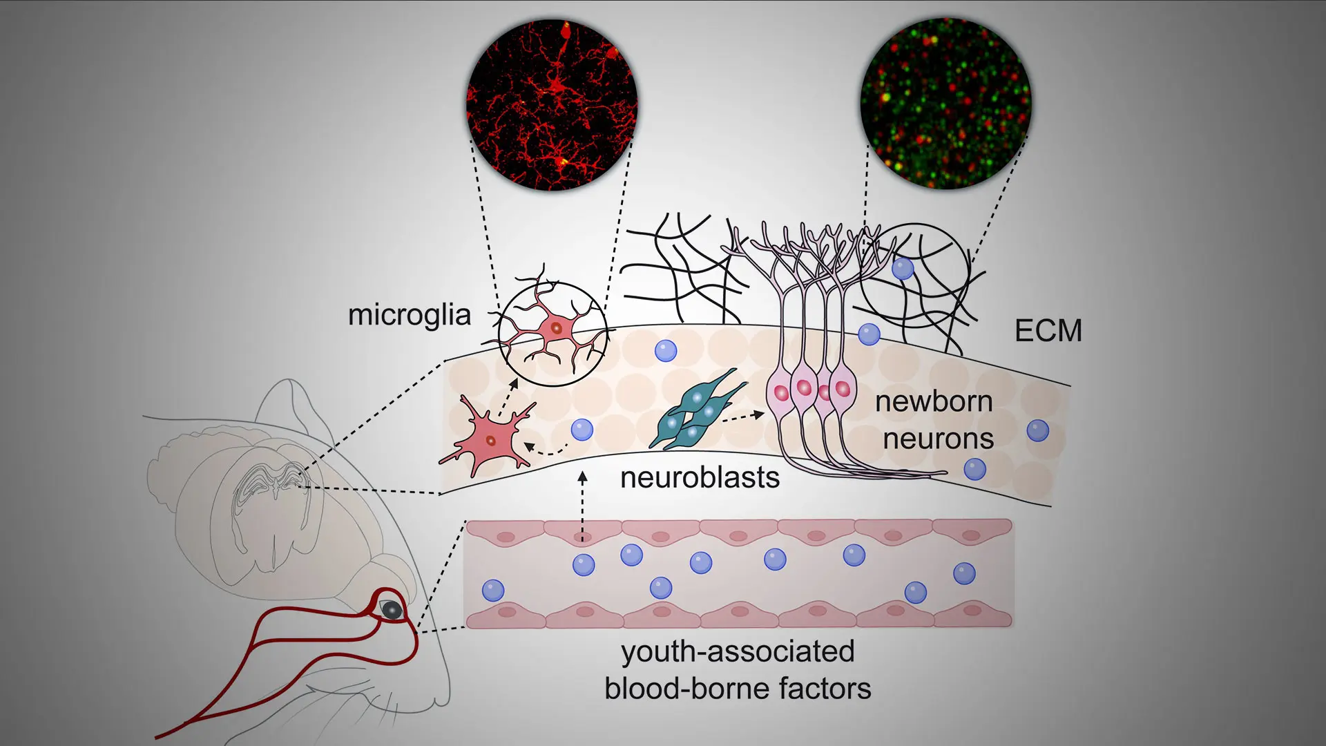 How Youth-Associated Blood Factors Restore Memory in Aging