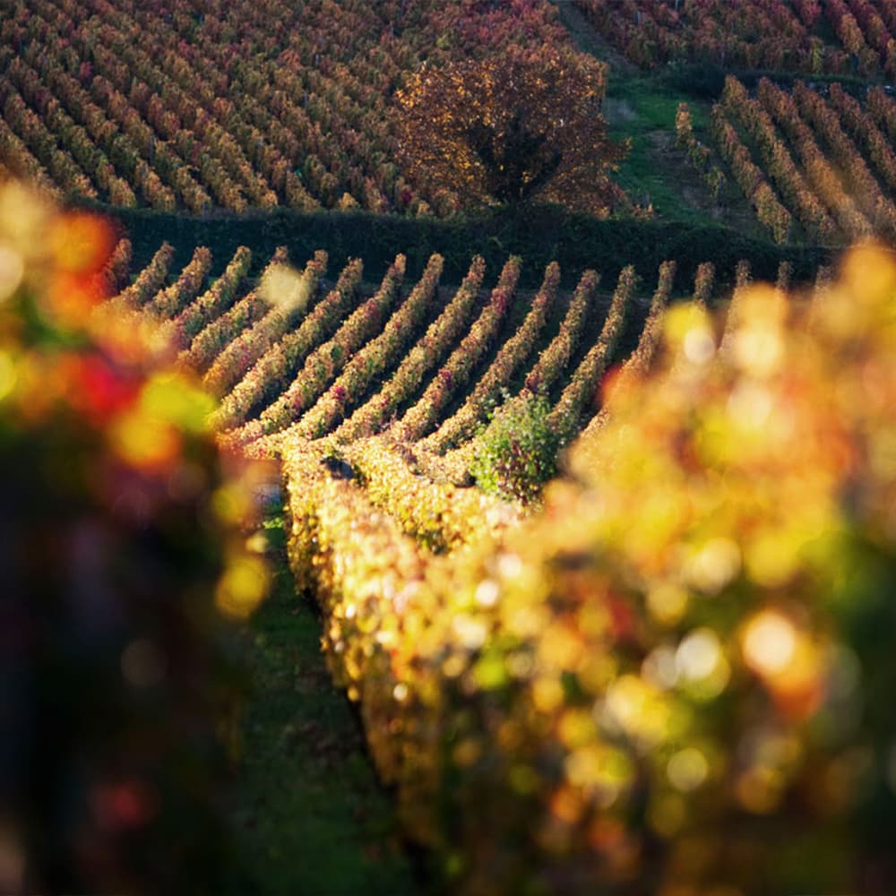 Vinfolio: Domaine Dujac, Exclusive Burgundy Wine Releases
