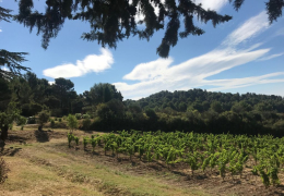 Feel the Energy! – F+R visits the secluded vineyards of Hegarty Chamans