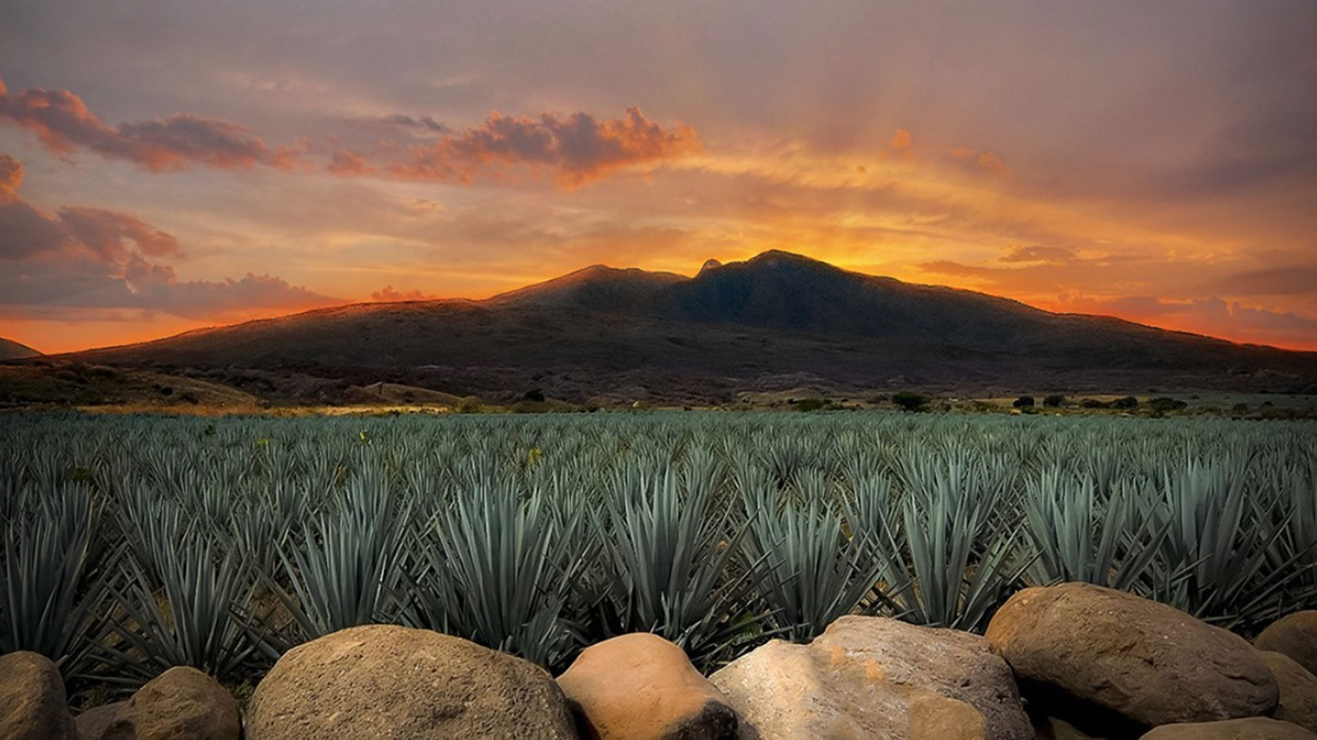 FINE+RARE: Exploring artisan tequila producer Clase Azul