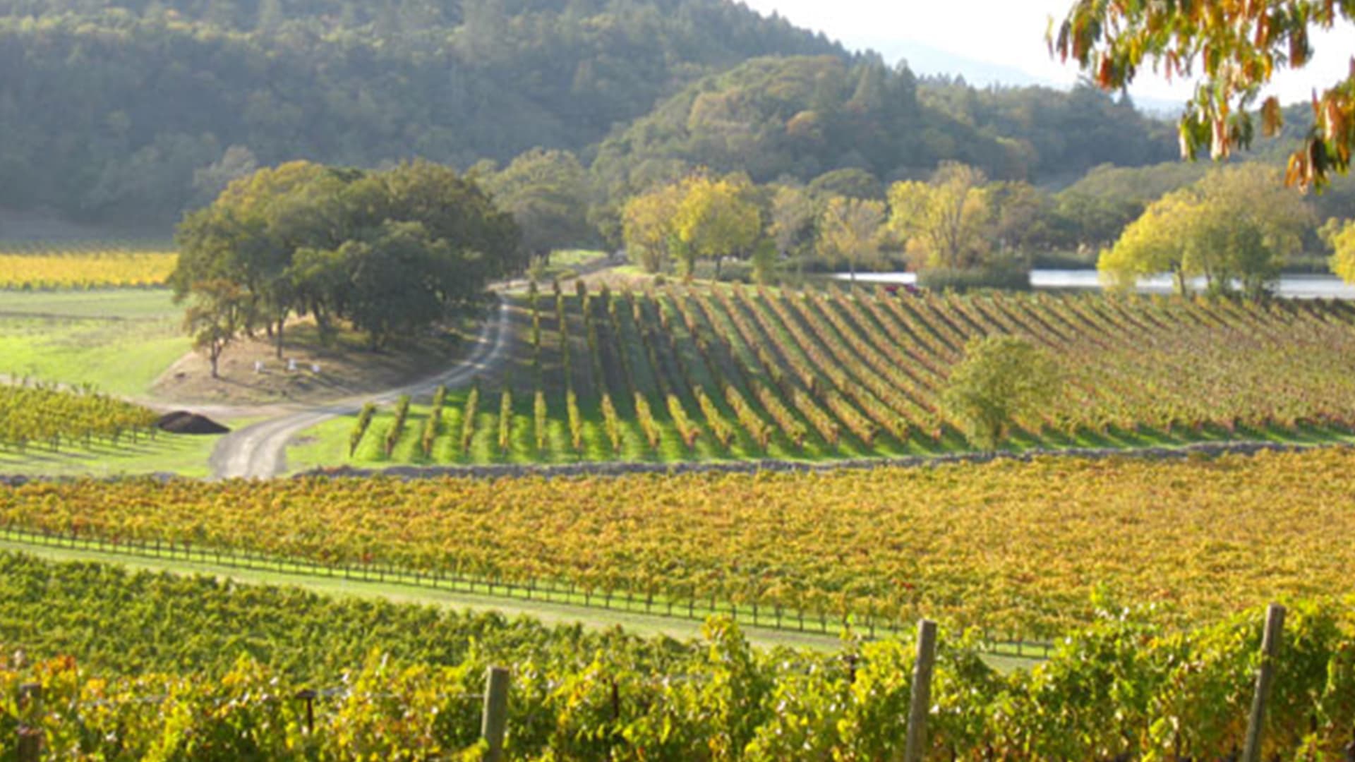 FINE+RARE: 2016 and 2017 Napa Valley vintage insights