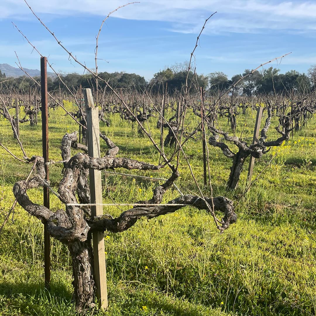 Vinfolio: Explore Screaming Eagle - Cult Napa Valley