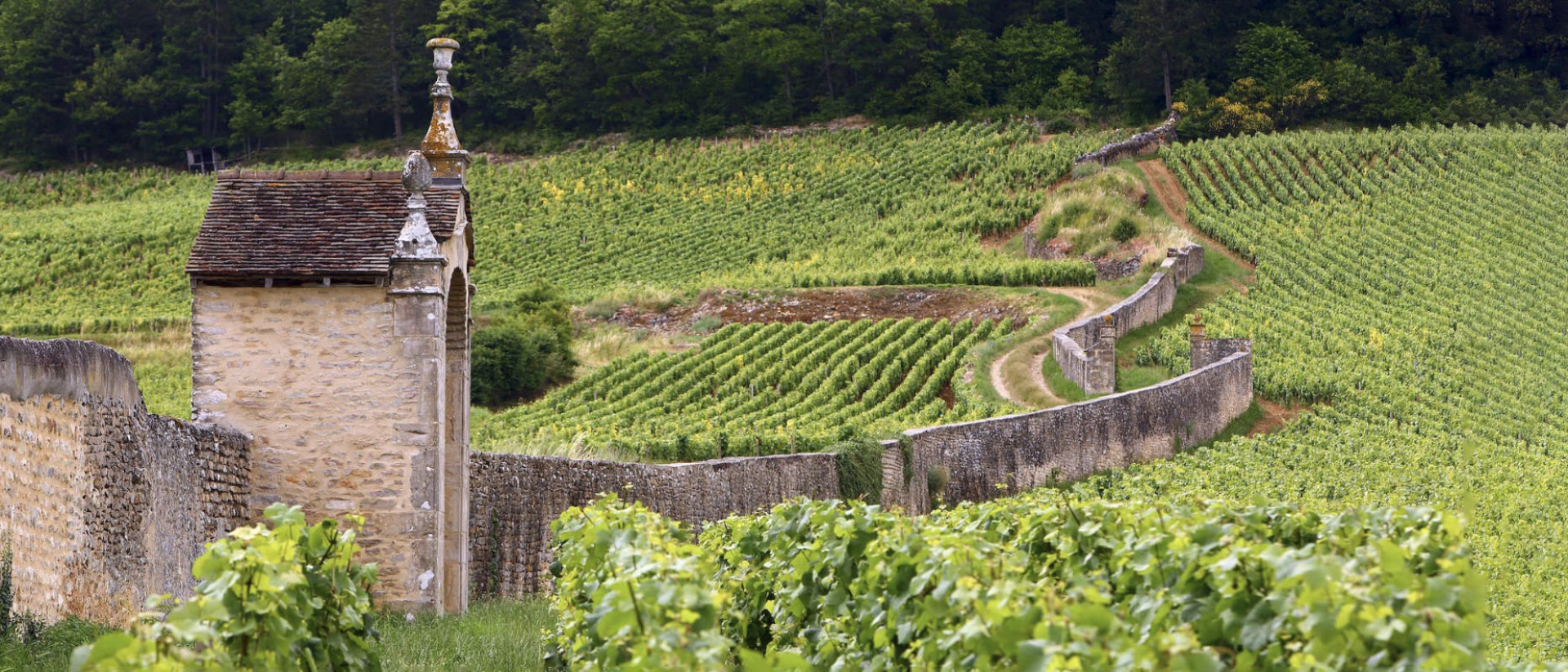 FINE+RARE: Buy 2018 Gevrey Chambertin Clos Du Chateau