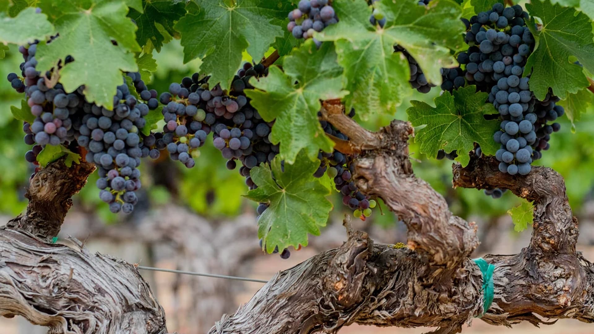 Vinfolio: Clonal Cabernet Sauvignon with Schrader Cellars