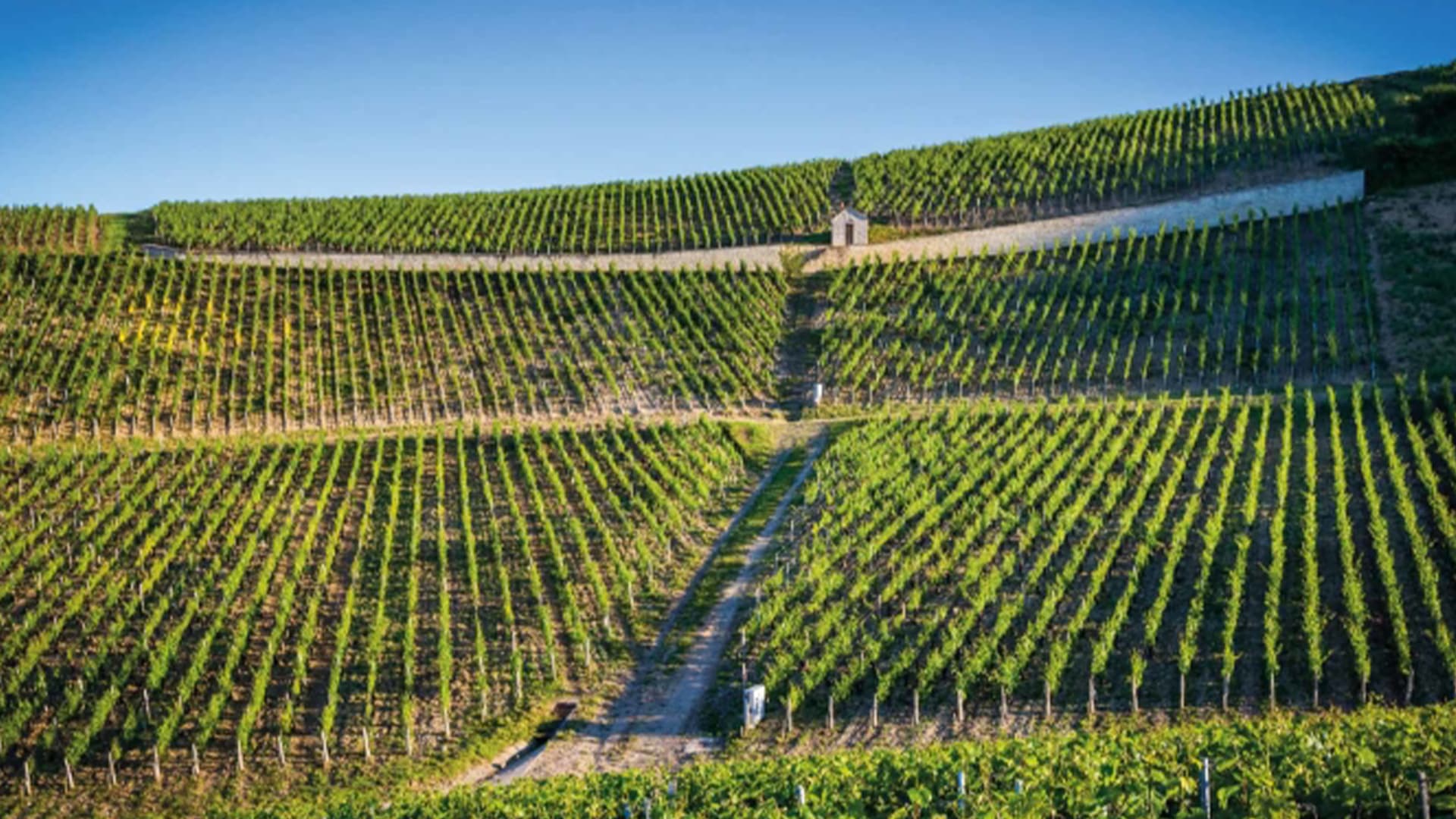 FINE+RARE: A new era for Chablis wine domaine Billaud-Simon
