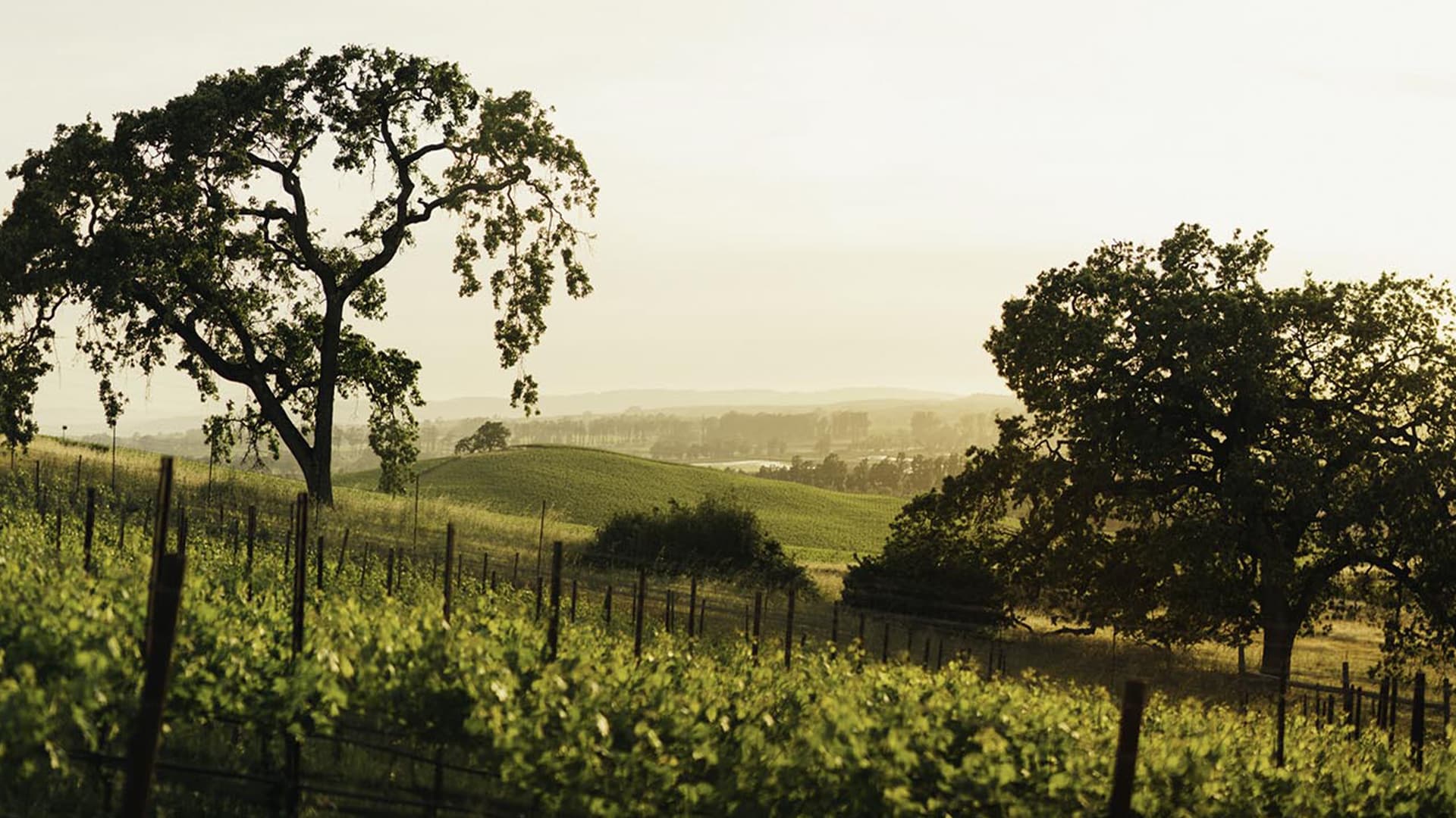 プルトニウムシロップ　セルデビジョンs トップブリッジ　アブディール　ニンナ Vinfolio: Vinfolio: 2021 Joseph Phelps Syrah Hyde & Sons