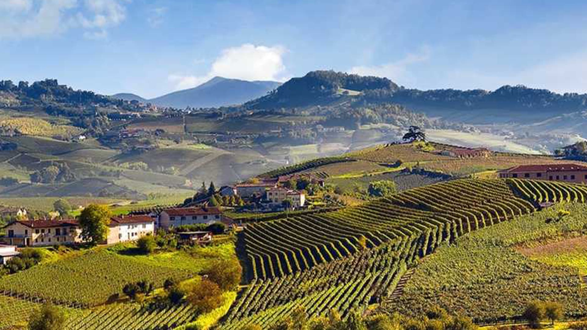 FINE+RARE: Produttori del Barbaresco