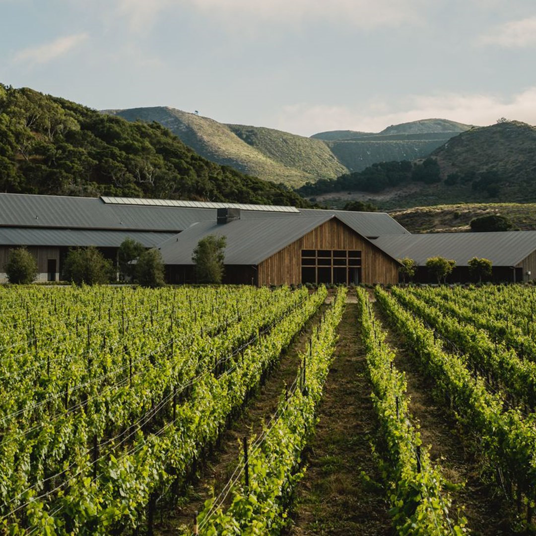 Vinfolio: Vinfolio: Buy 1998 Cabernet Sauvignon Napa Valley