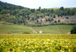 On the ground: digging into Burgundy's 2019s