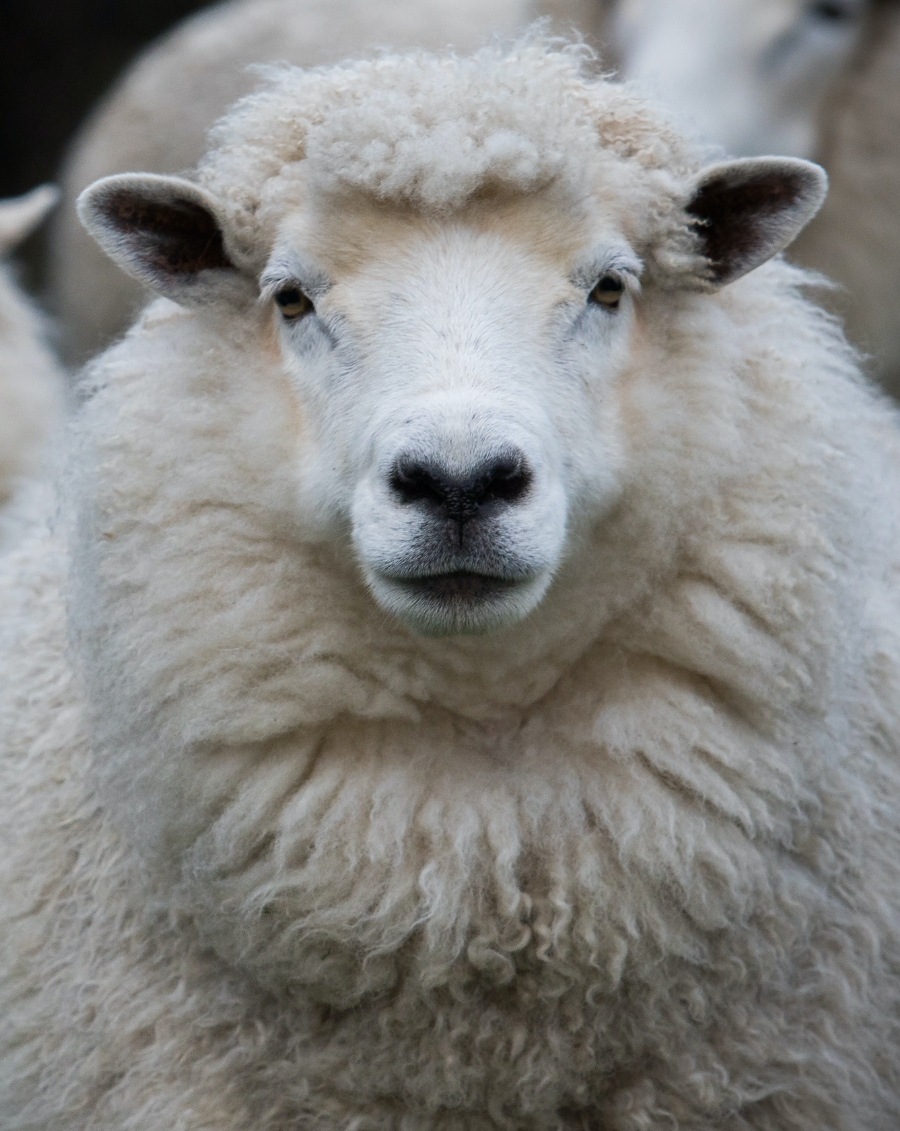 Merino-Sheep landing