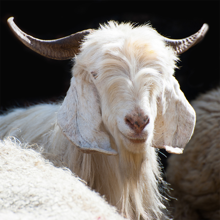 Kashmir Goat Lifestyle