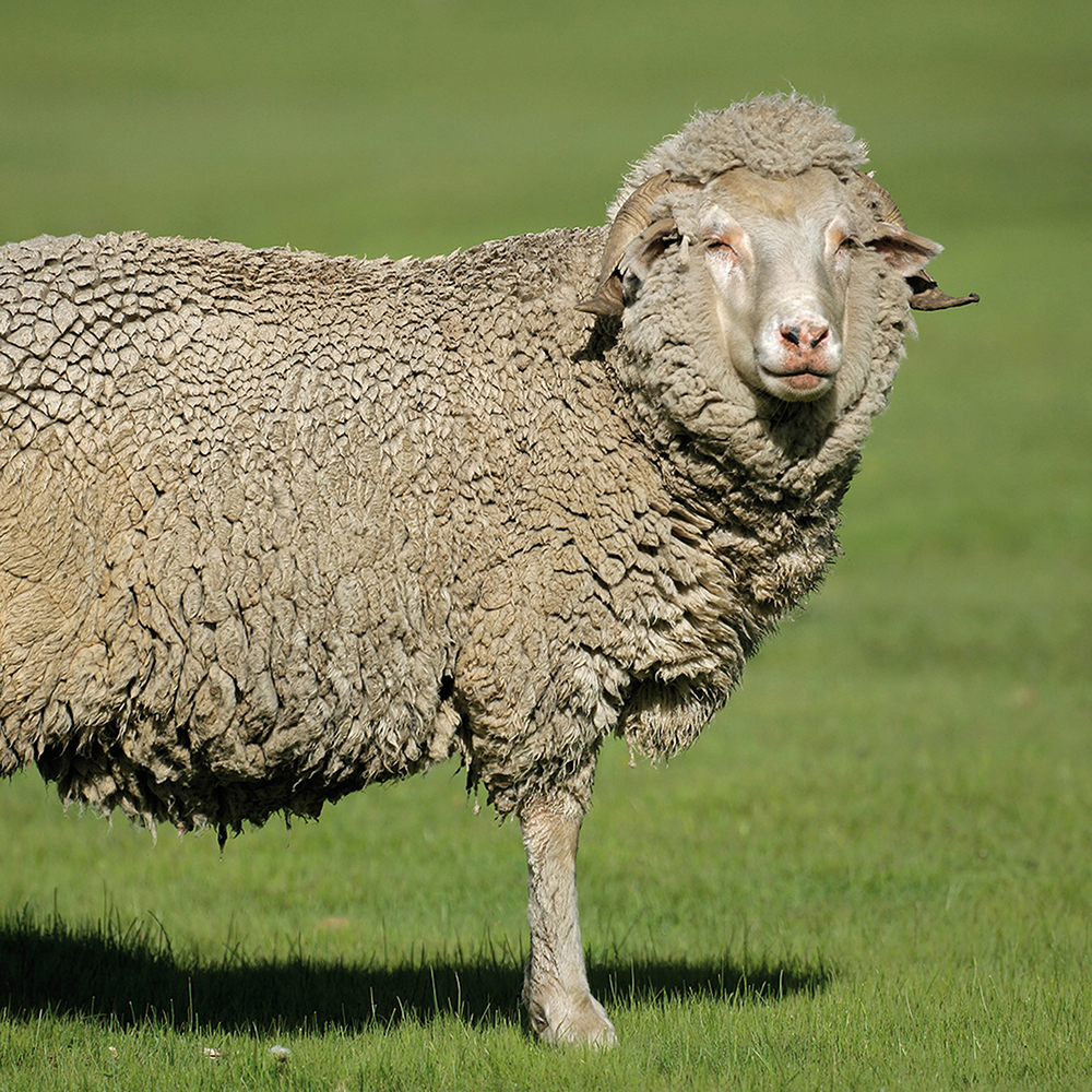 Merino-Sheep- resize