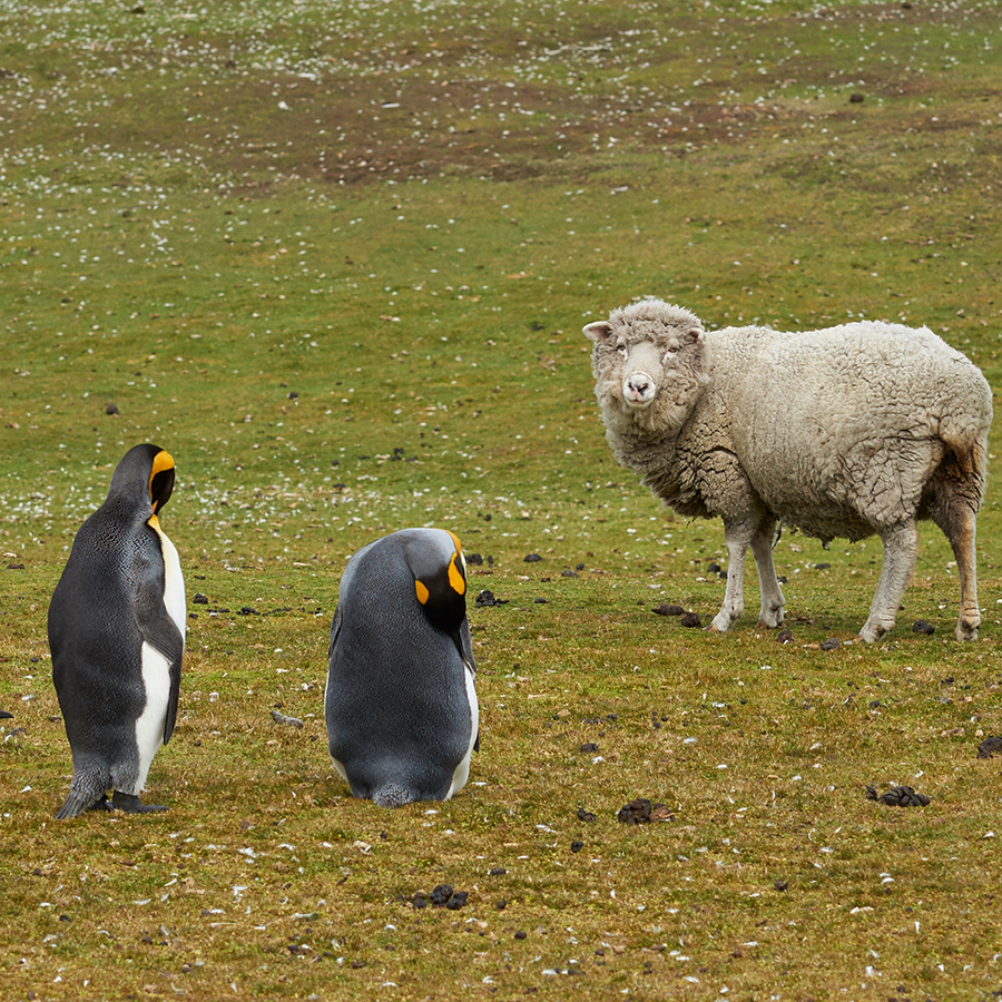 Falkland Island Sheep Re-sized