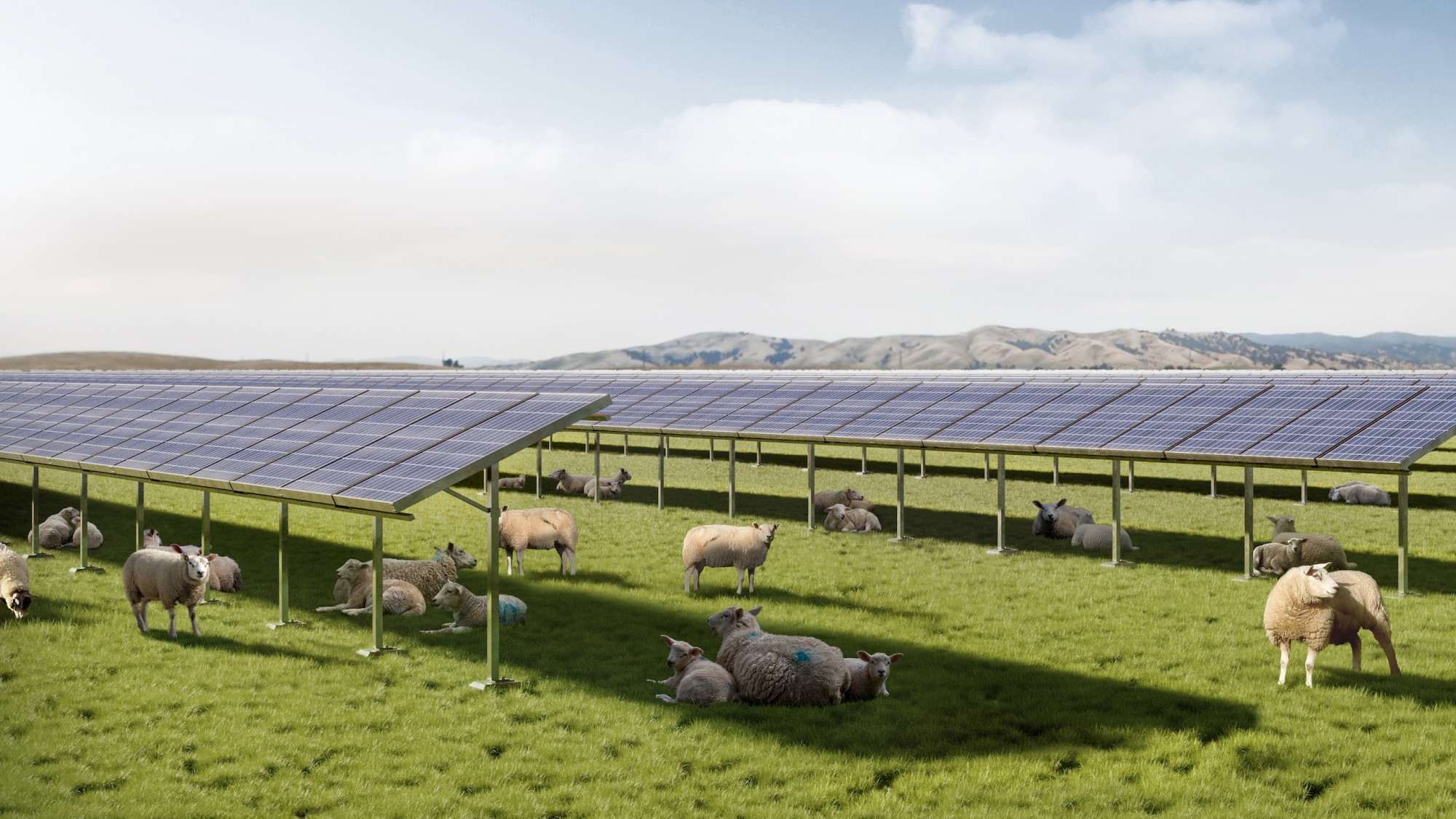 Collaborating with UC Davis on research into combining solar farms with agriculture and habitat conservation