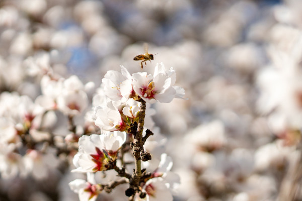 Almond bloom