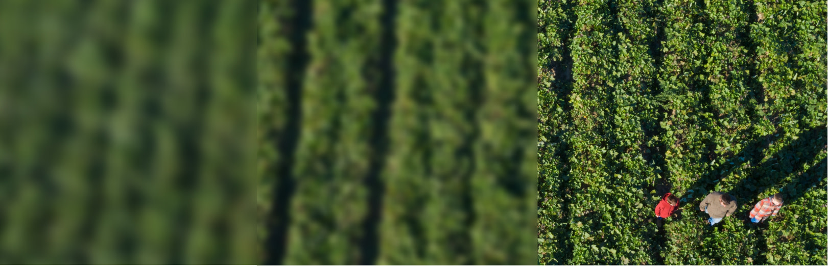 Image of a farm from above