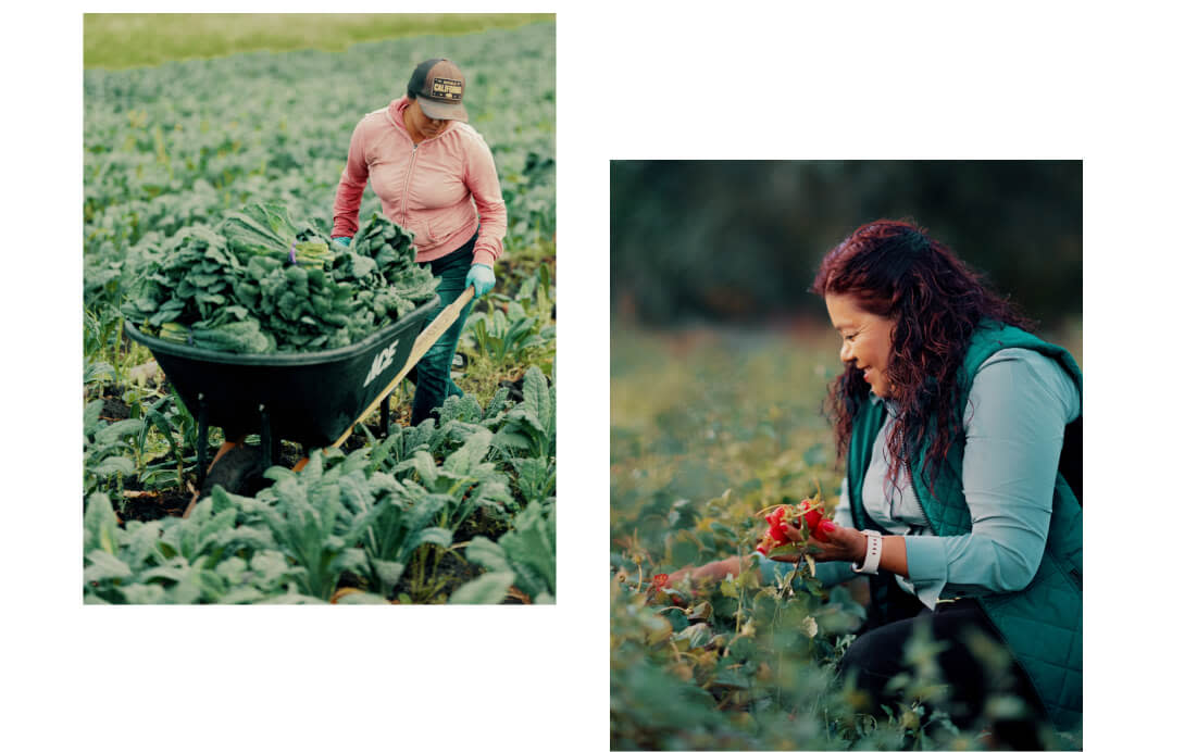 Photos of farmers from the program. A woman carting kale in a wheel barrel. Another woman picking strawberries