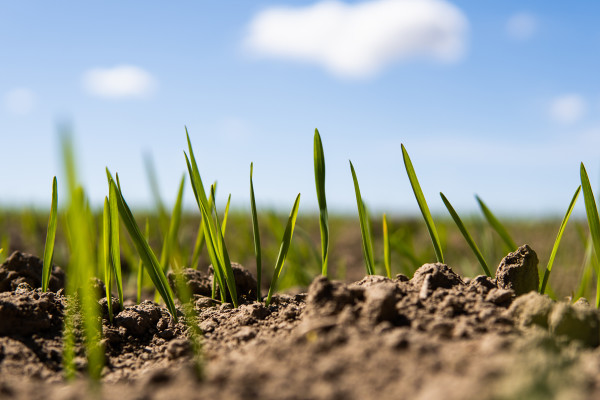 Seedlings sprouting out of the soil