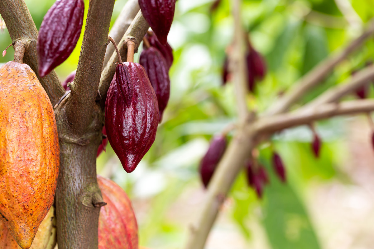 Cacao pods