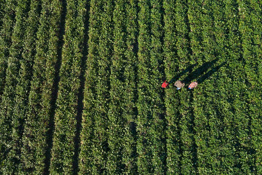 Field