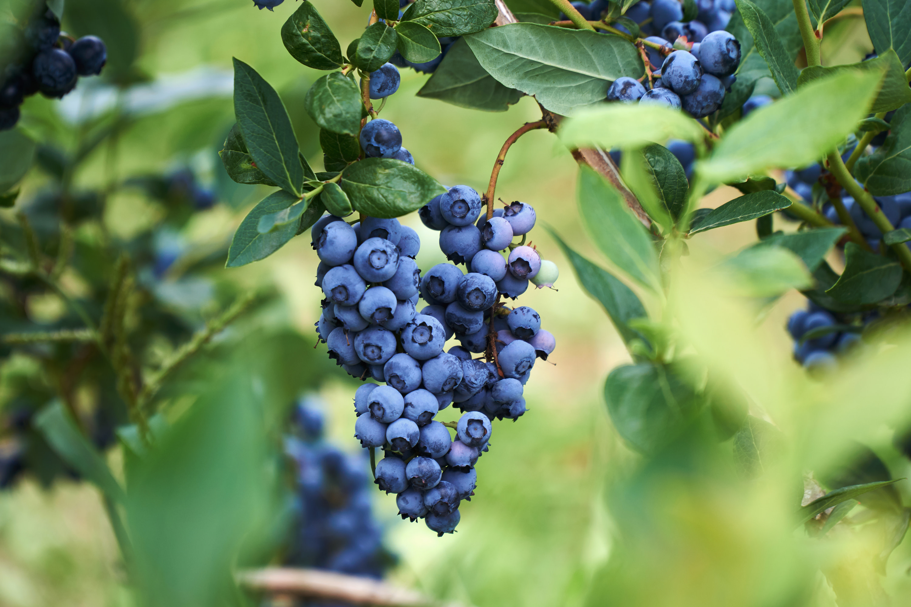 How Do Blueberries Grow?