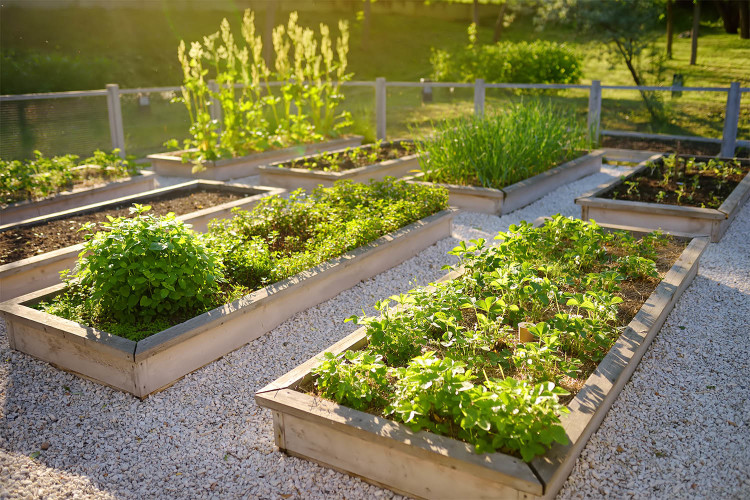 Backyard edible garden