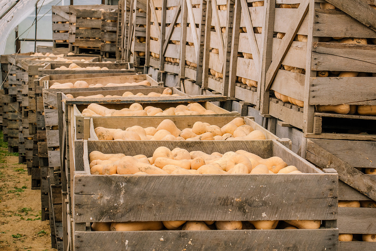 Butternut squash in crates