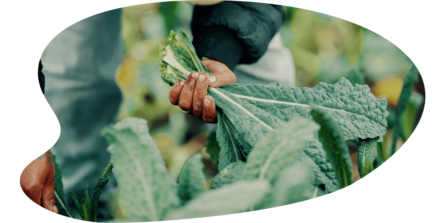 a hand holding a bunch of kale