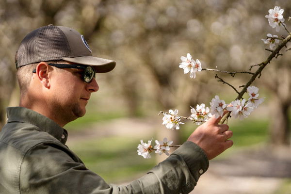 Farmer on an almond farm